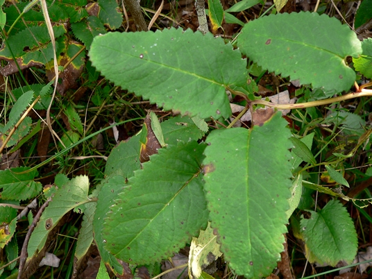 {Sanguisorba canadensis}